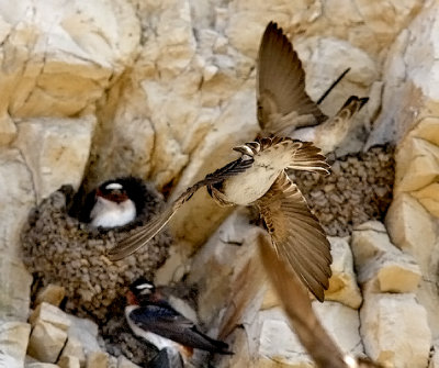 Cliff Swallows (#2 of 3)