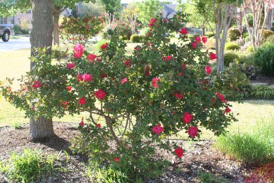 Ryan's roses
