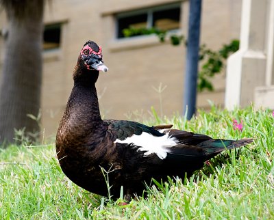 Permanent Resident