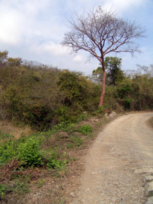 Chaca Tree Dry Season