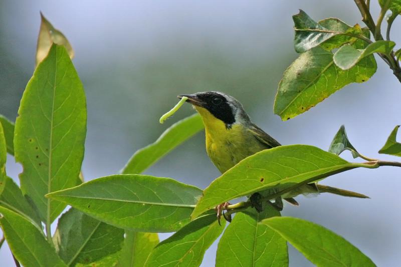 Common Yellowthroat