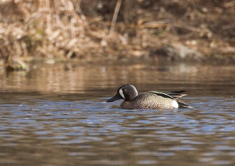 Blue-winged Teal