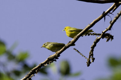 Yellow Warbler - male with juvenile