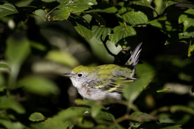 Chestnut-sided Warbler - female