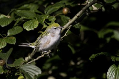 Chestnut-sided Warbler - female