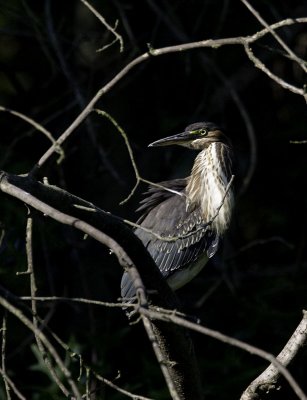 Green Heron