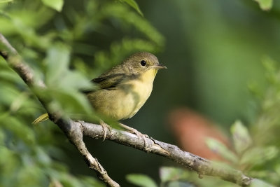 Common Yellowthroat - female