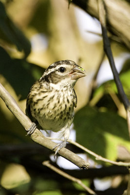 Rose-breasted Grosbeak - female