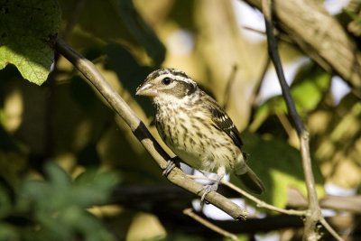 Rose-breasted Grosbeak - female