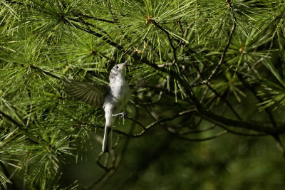 Blue-gray Gnatcatcher