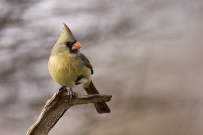 Northern Cardinal