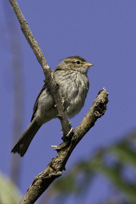 Chipping Sparrow - juvenile