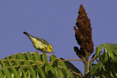 Black-throated Green Warbler