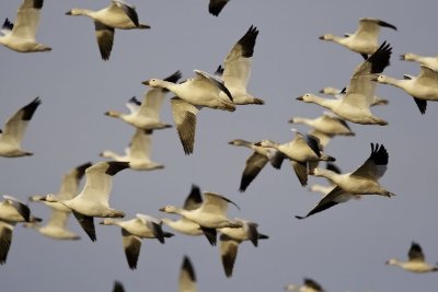 Snow Geese