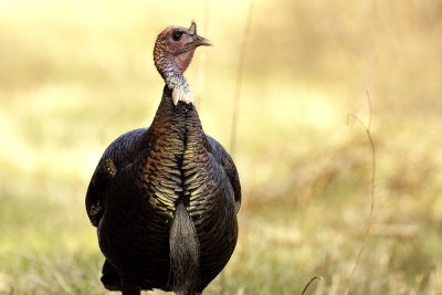 Wild Turkey