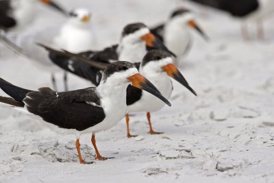 Black Skimmers