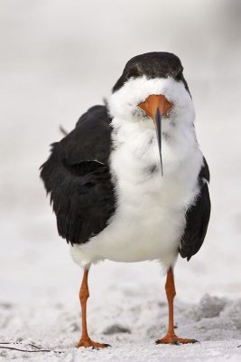 Black Skimmer