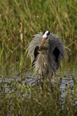 Great Blue Heron with bluegill