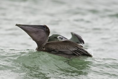 Brown Pelican with rider