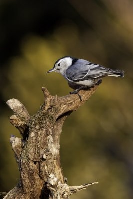 White-breasted Nuthatch