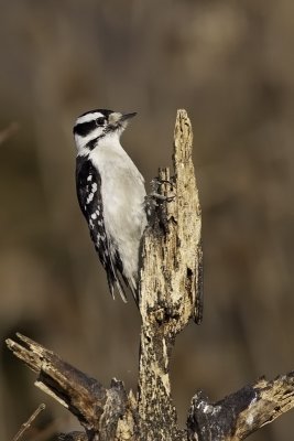 Downy Woodpecker