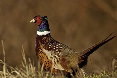 Ring-necked Pheasant