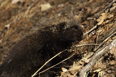 Porcupine