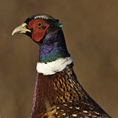 Portrait of a pheasant