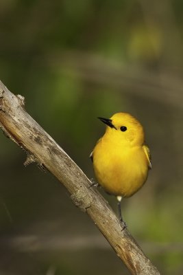 Prothonotary Warbler