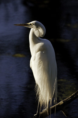 Great Egret