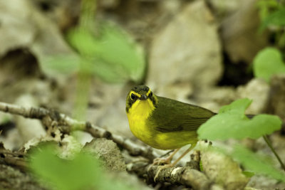 Kentucky Warbler