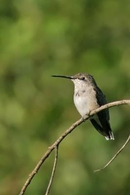 Female ruby throated hummingbird