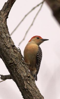 Red-bellied Woodpecker