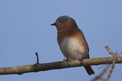 Eastern Bluebird