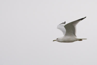 Ring-billed Gull