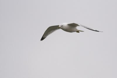 Ring-billed Gull