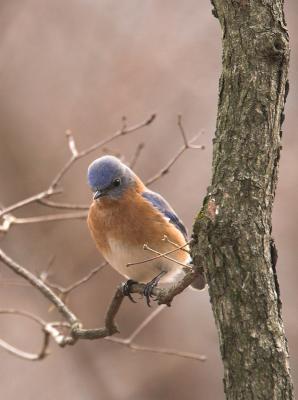 Eastern Bluebird