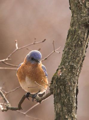 Eastern Bluebird