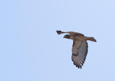 Red-Tailed Hawk