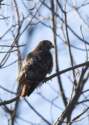 Red-Tailed Hawk