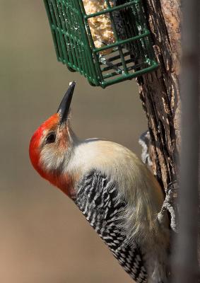 Red-bellied Woodpecker