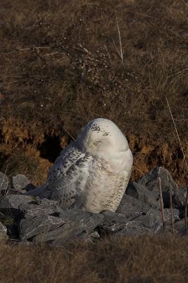 Snowy Owl