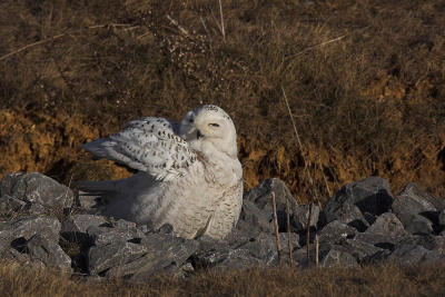 Snowy Owl