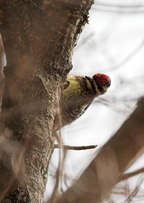 Yellow-bellied Sapsucker - female