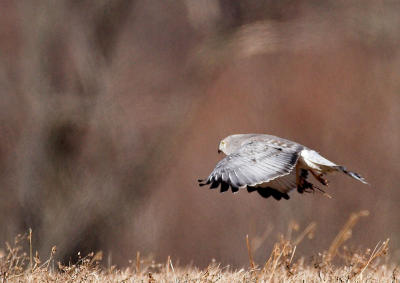 Northern Harrier - male