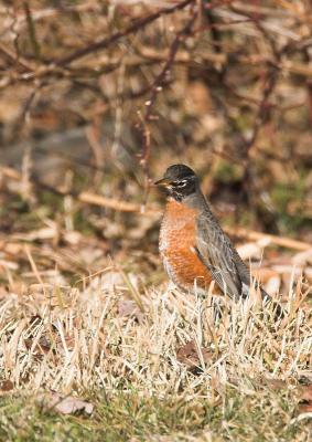 American Robin