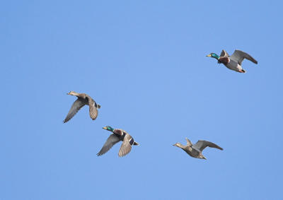 Mallard Ducks