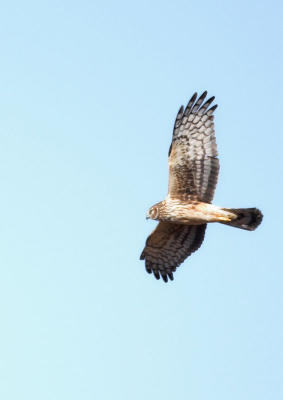 Northern Harrier