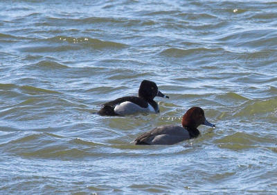 Redhead & Ring-necked Duck