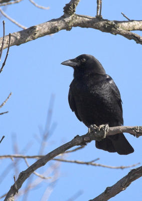 American Crow